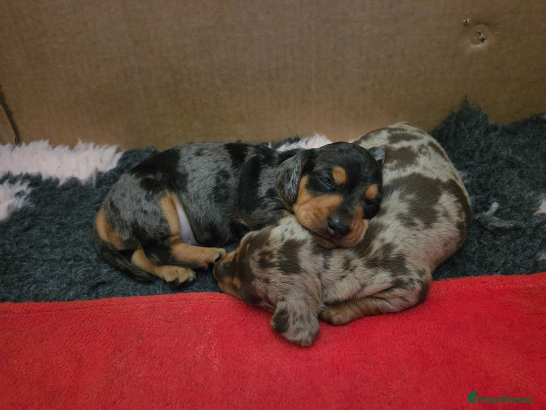 Miniature Dachshund dogs for sale: Stunning Silver dapple miniature boy - Image 1