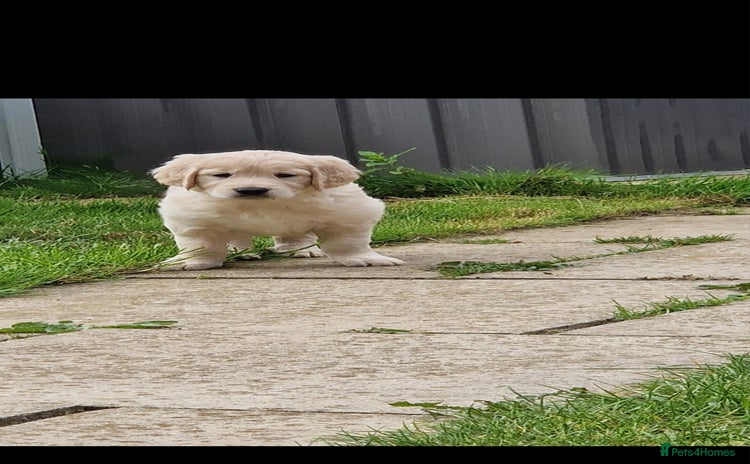 Golden Retriever dogs - Advert 1
