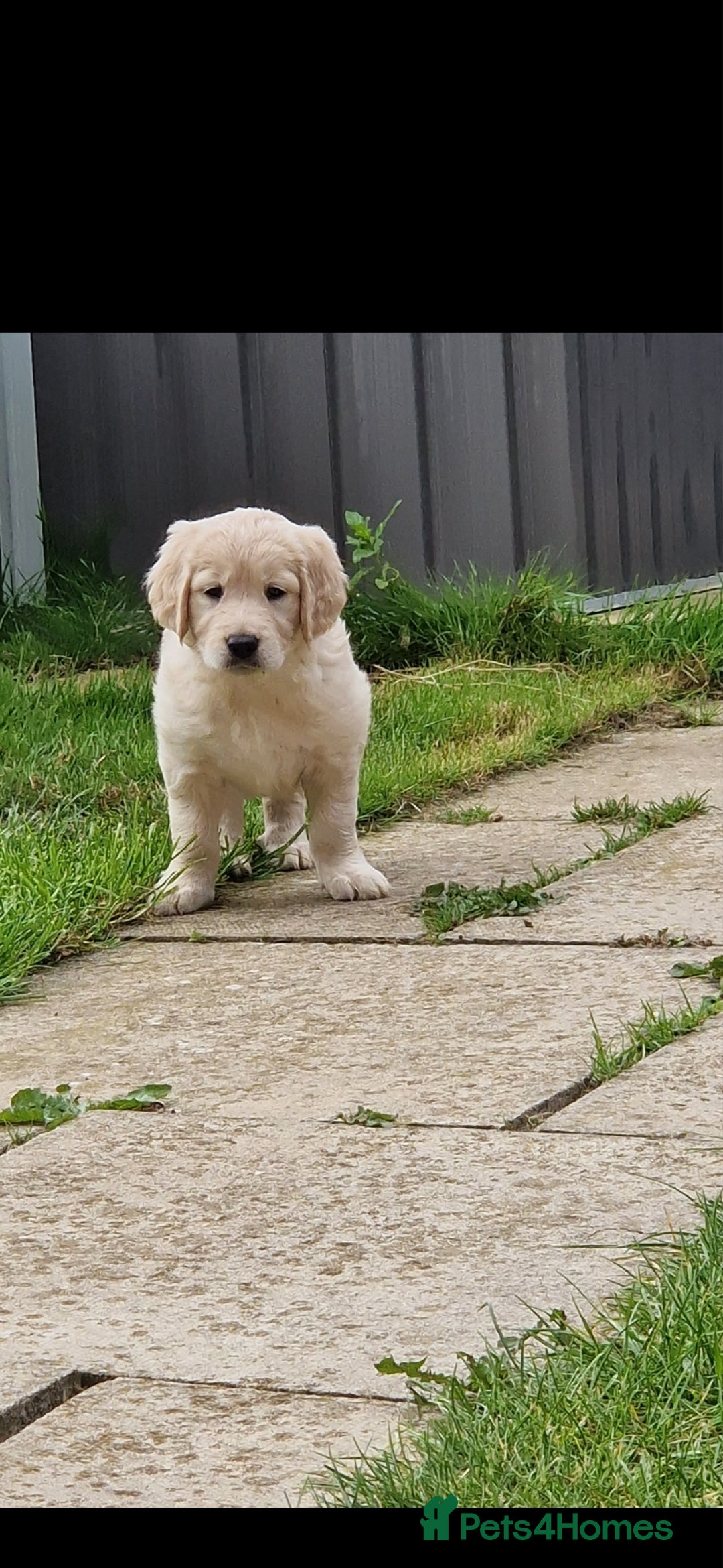 Golden Retriever dogs for sale: Stunning golden retriever babies - Image 1