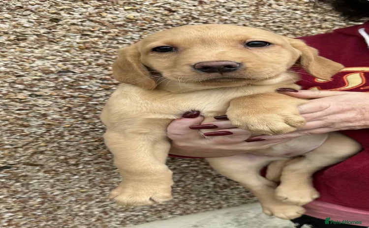 Labrador Retriever dogs - Advert 14