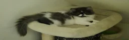 Persian cats for sale: Persian Long-Haired Male Kitten for a Loving Home - Advert 2