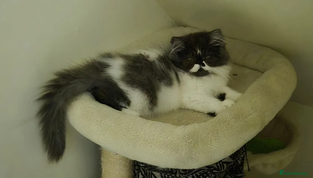 Persian cats for sale: Persian Long-Haired Male Kitten for a Loving Home - Advert 2