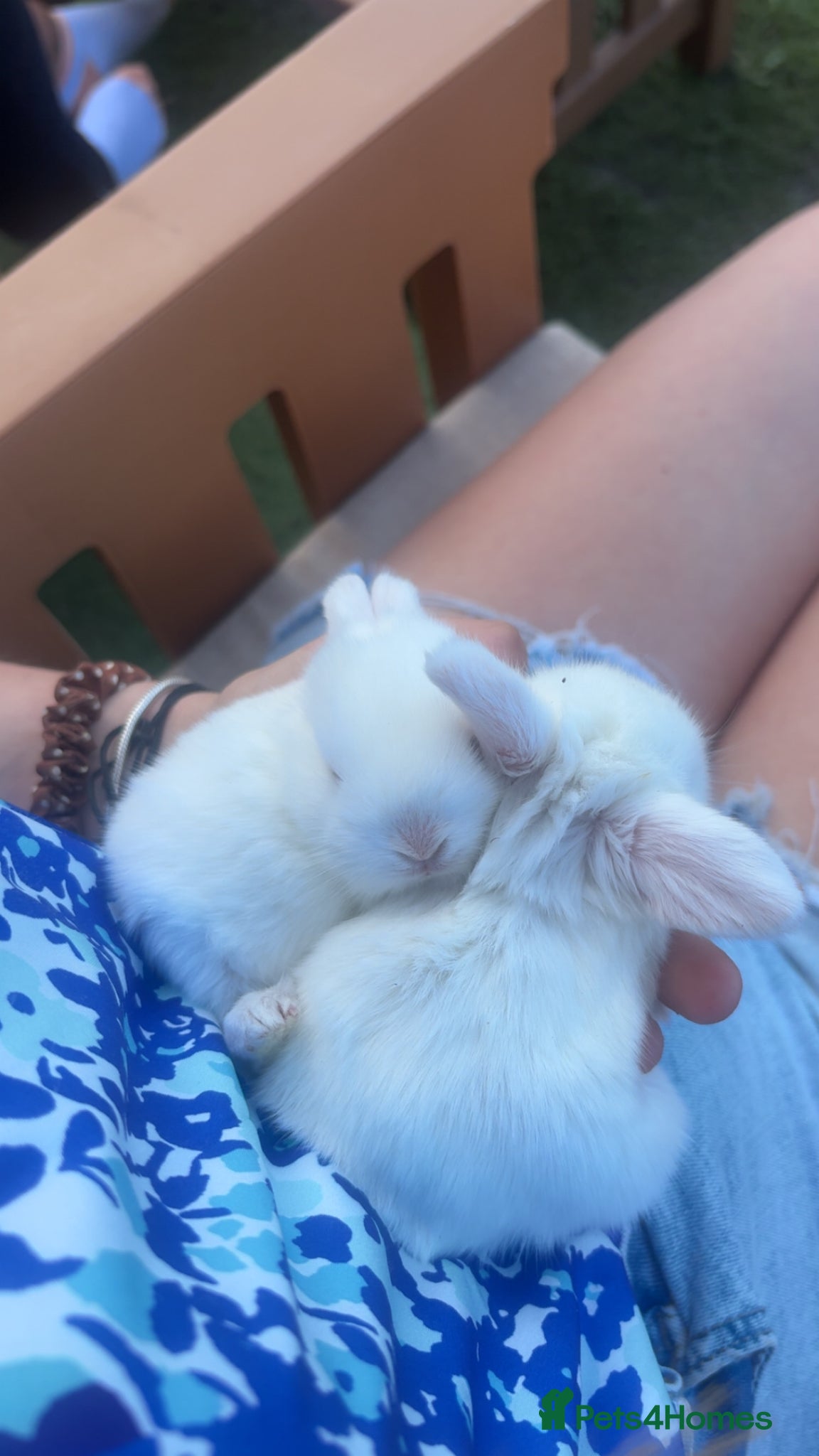 Mini Lop rabbits for sale: Mini lop babies - Advert 10