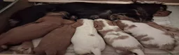 Cavalier King Charles Spaniel dogs for sale: Cavalier king charles - Advert 6