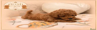 Toy Poodle 1