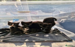 British Shorthair cats for sale: Kittens for sale - Image 2