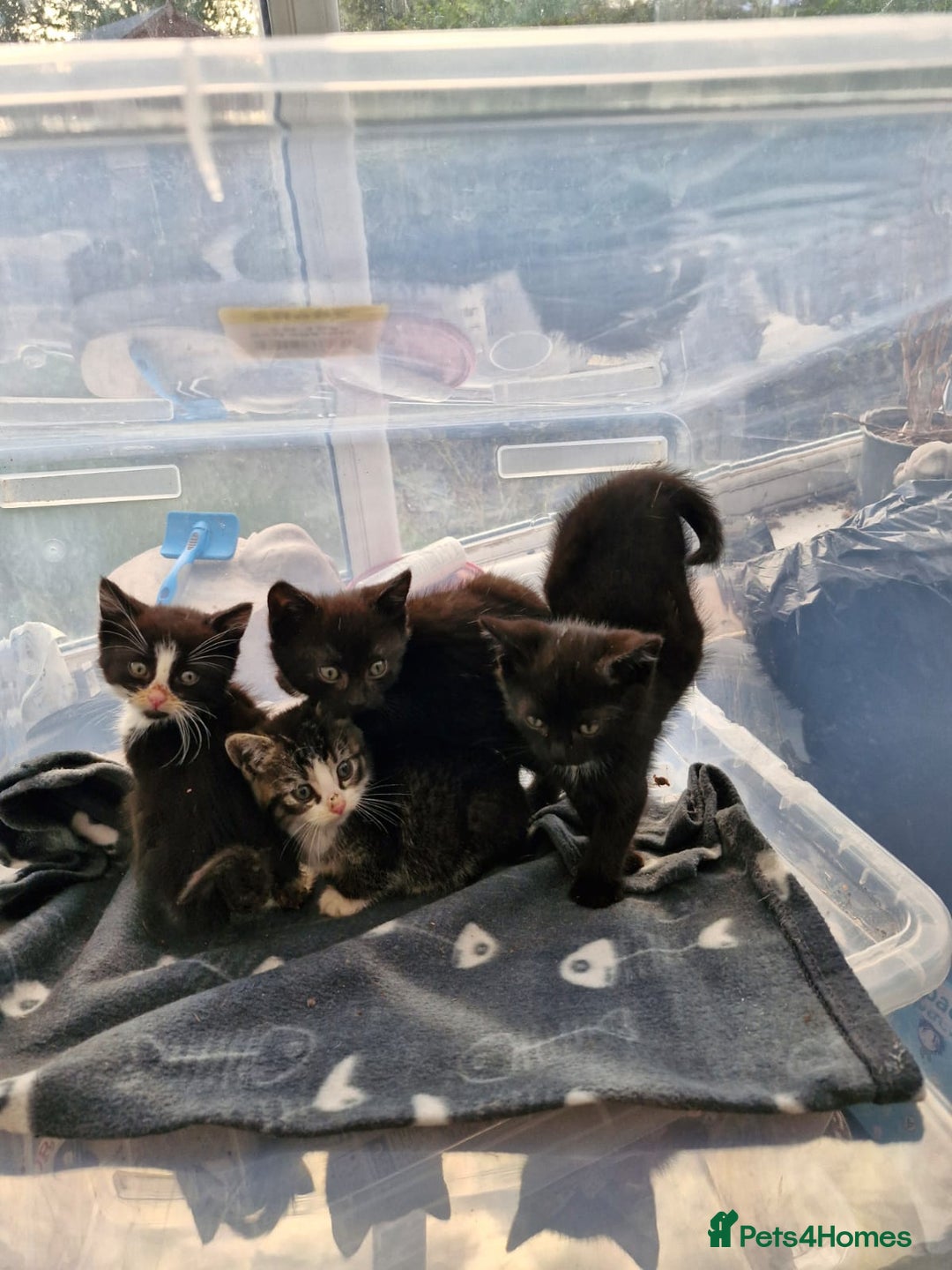 British Shorthair cats for sale: Kittens for sale - Image 2