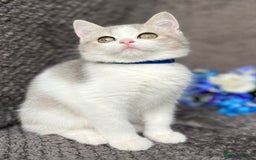 British Shorthair cats for sale: TICA registered British Shorthair kittens - Image 9