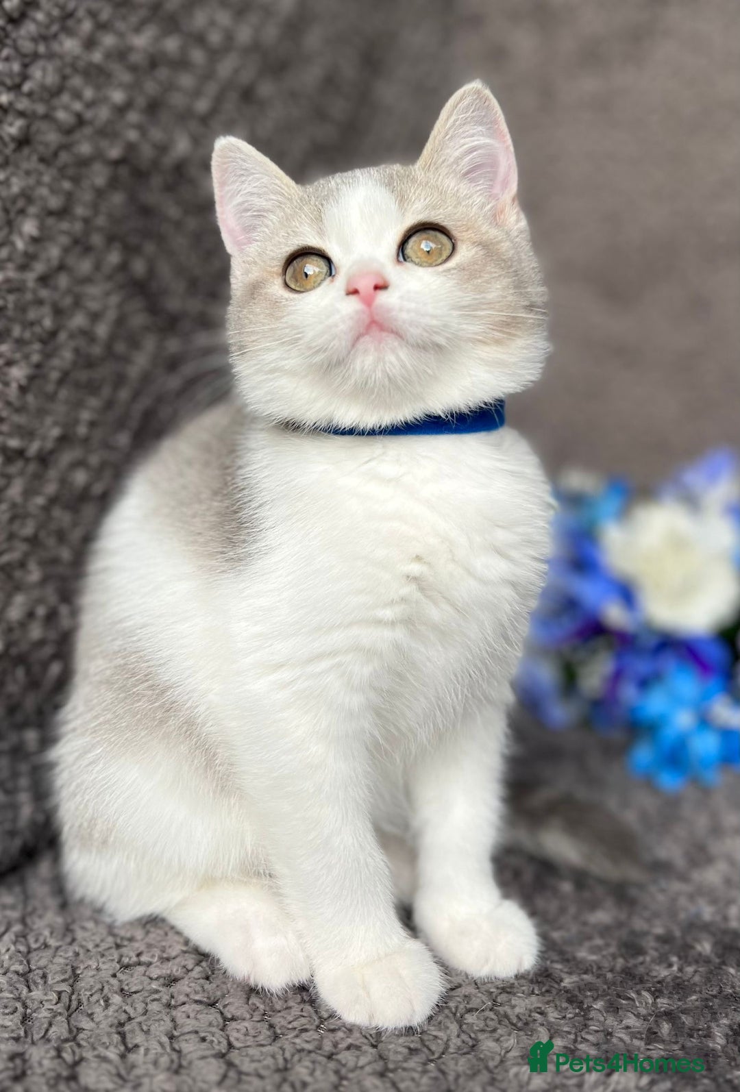 British Shorthair cats for sale: TICA registered British Shorthair kittens - Image 9