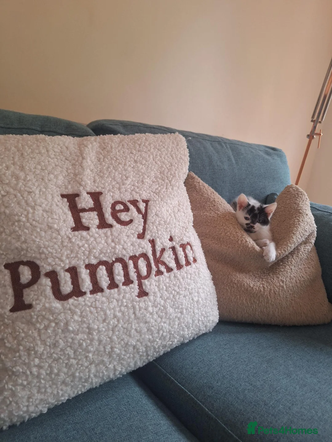 Mixed Breed cats for sale: Kitten - Girl - Advert 5