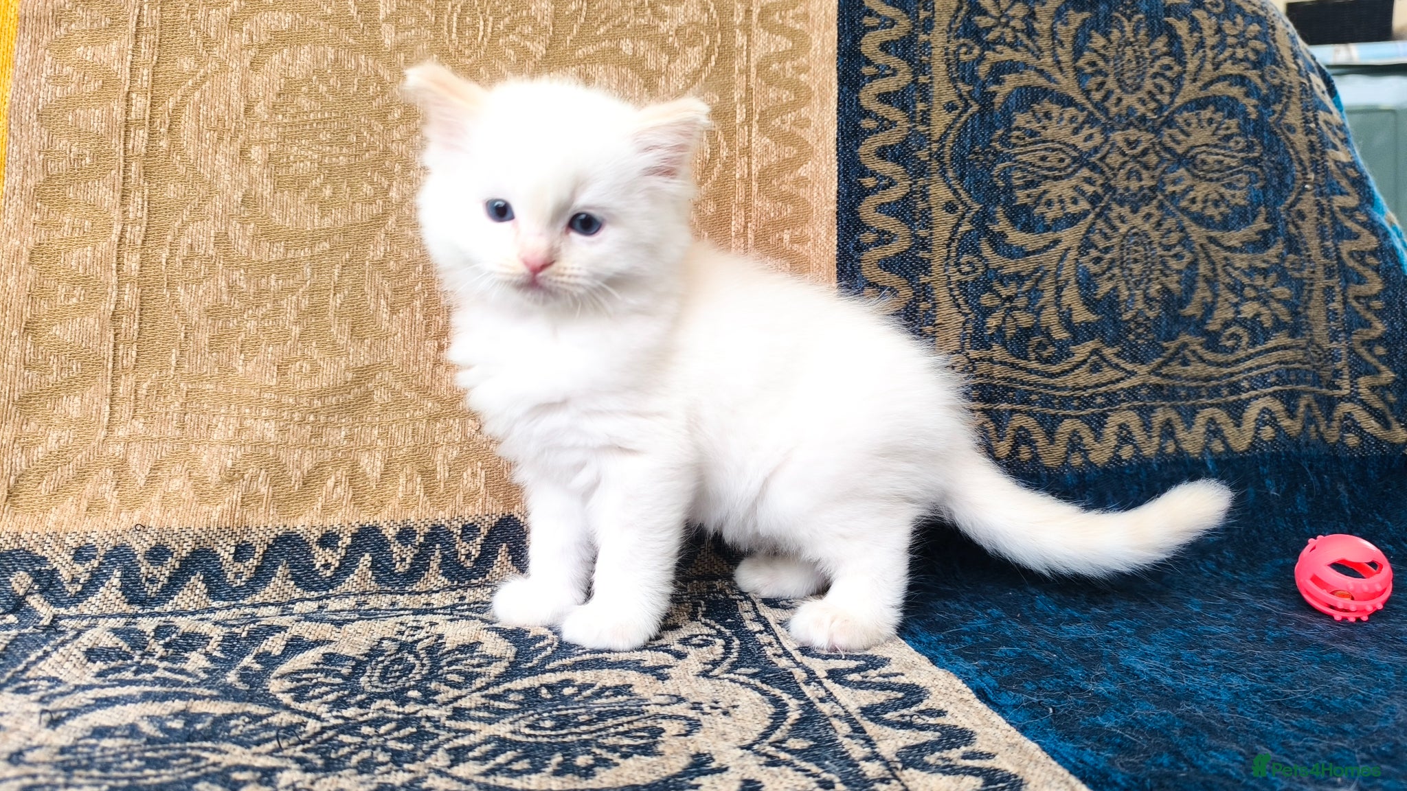 Ragdoll cats for sale: Beautiful ragdolls are looking for a forever home  - Advert 12
