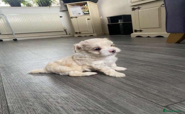 Maltipoo dogs - Advert 1
