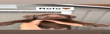 Rolo 🤎