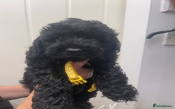 Cavapoo dogs for sale: 🐶 F1B CAVAPOOS 5* HEALTH CHECK 🐶 - Image 12