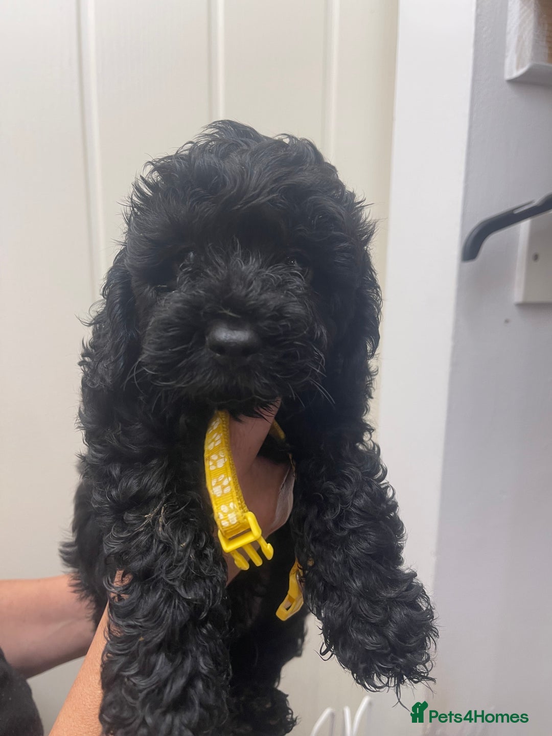 Cavapoo dogs for sale: 🐶 F1B CAVAPOOS 5* HEALTH CHECK 🐶 - Image 12