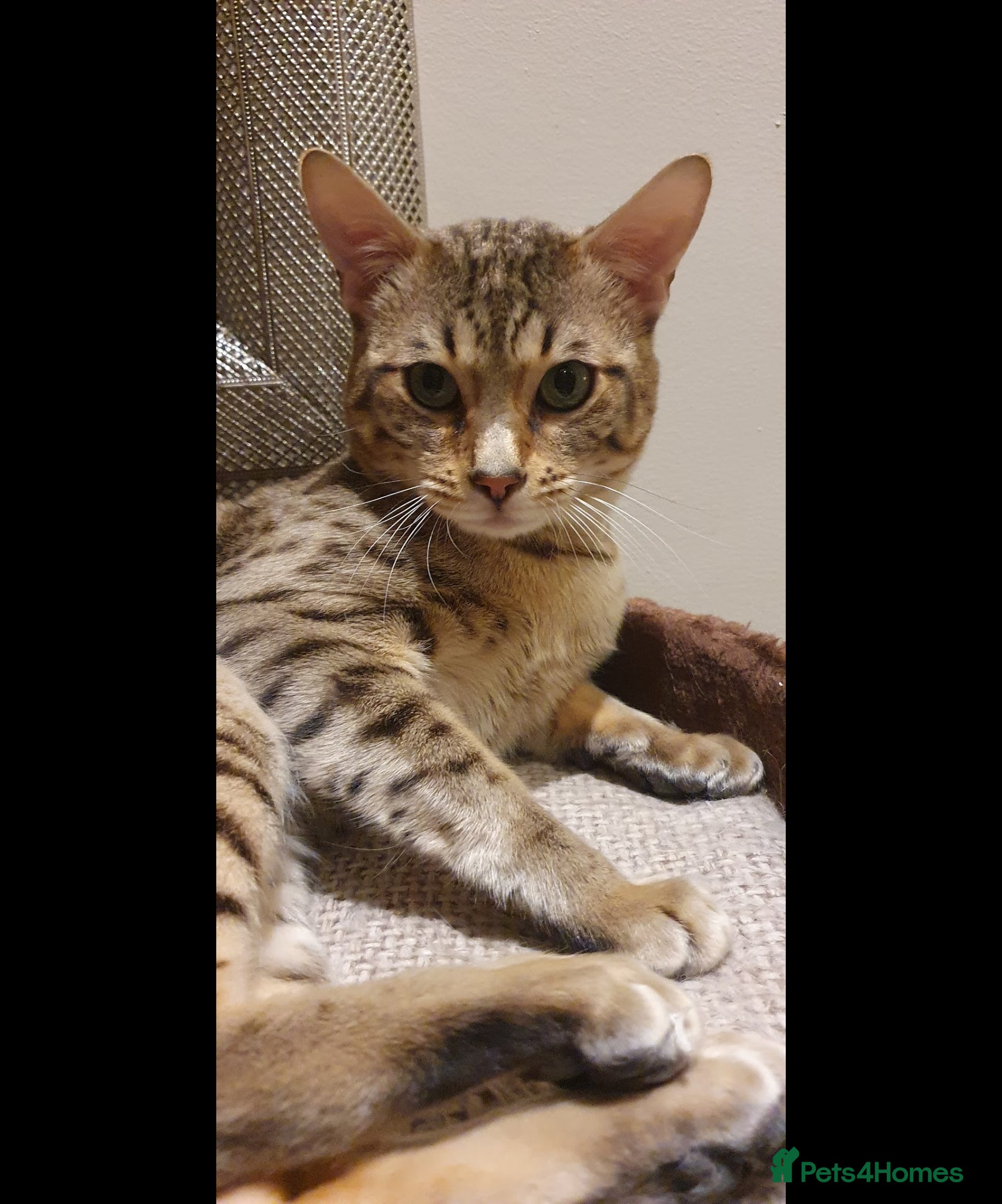 Savannah cats Beautiful Active male Savannah - Advert 5