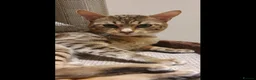 Savannah cats for sale: Beautiful Active male Savannah - Advert 1