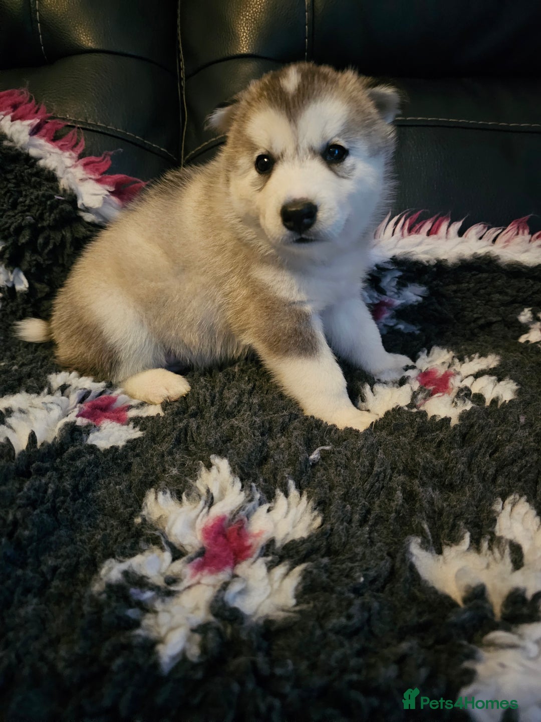 Siberian Husky dogs for sale: 5 beautiful siberian husky fur babies - Advert 6