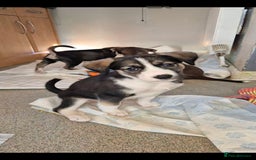 Mixed Breed dogs for sale: Husky mix puppies. Ready to leave! - Image 1