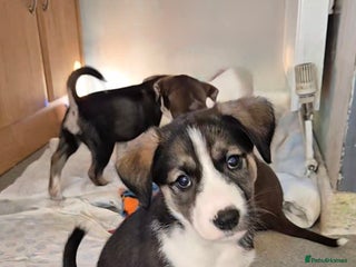 Mixed Breed dogs - Advert 33