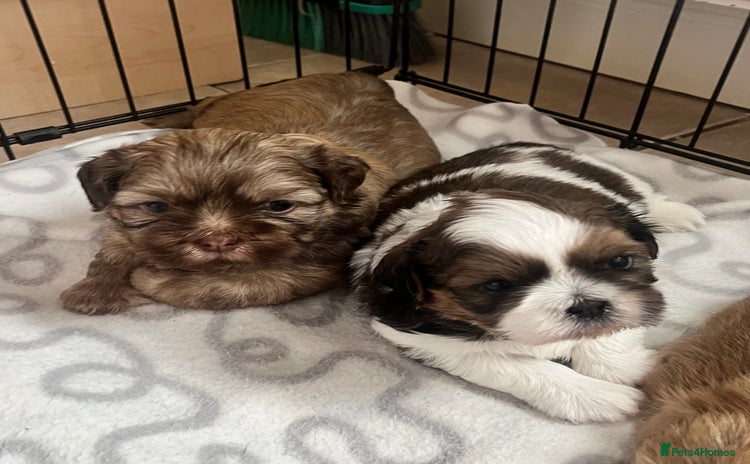 Shih Tzu dogs - Advert 8