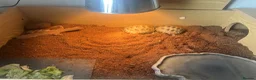 Tortoise reptiles for sale: Horsefield tortoise(s) for sale in Stirling - Advert 11