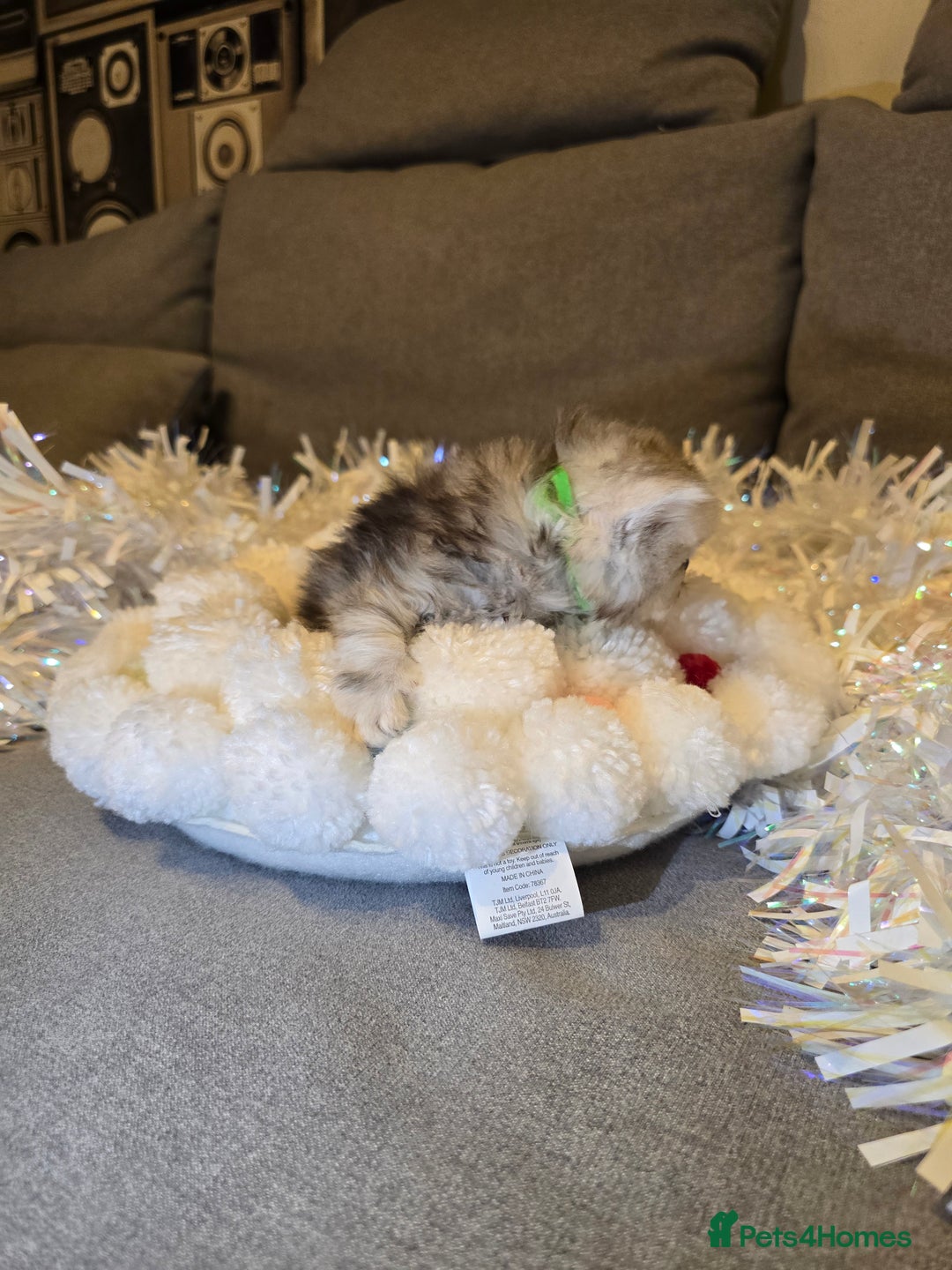 Persian cats for sale: Persian fluffy angels - Advert 29