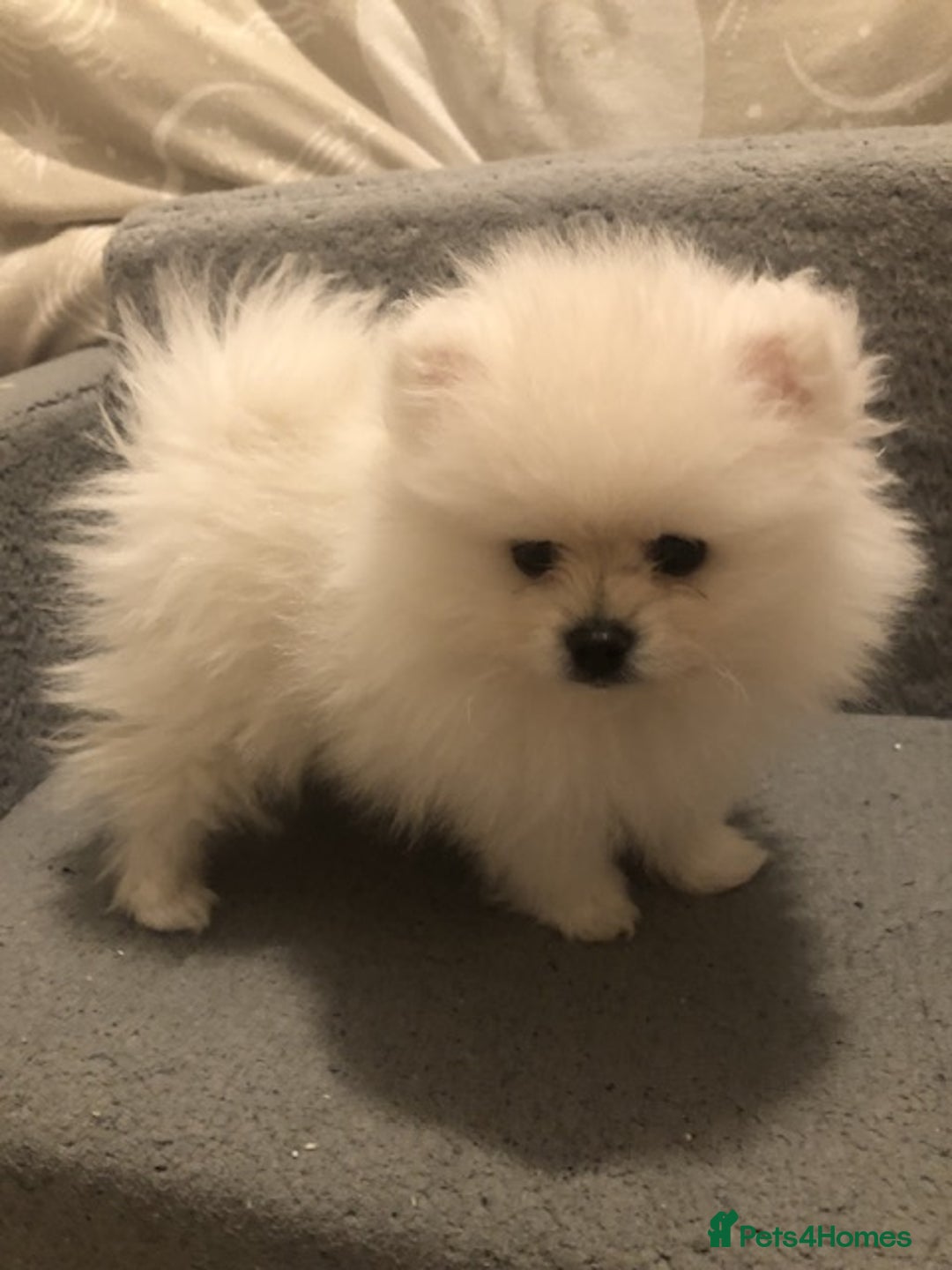 Pomeranian dogs for sale: Teddy Face , Pop Quality, Tiny BOY! - Advert 3