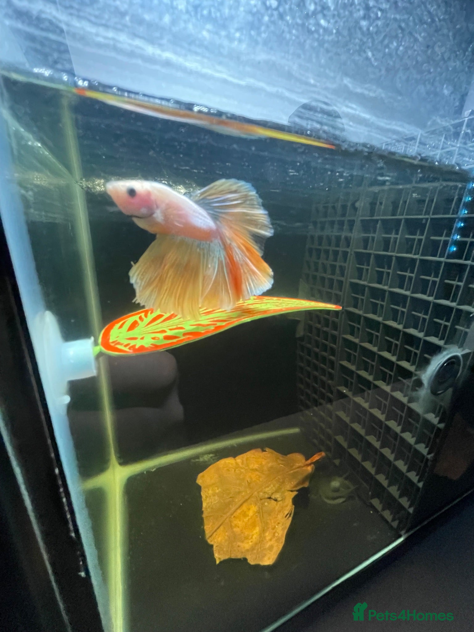 Bettas fish Betta sale!!  - Advert 22