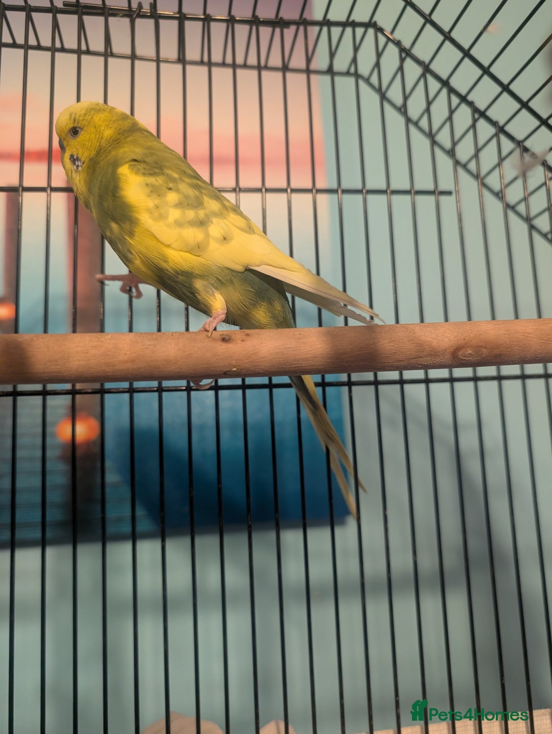 Budgerigars birds for sale: Male & Female pair of budgies  - Advert 4