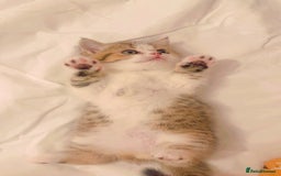 British Shorthair cats for sale: Scottish short hair kitten - Image 1