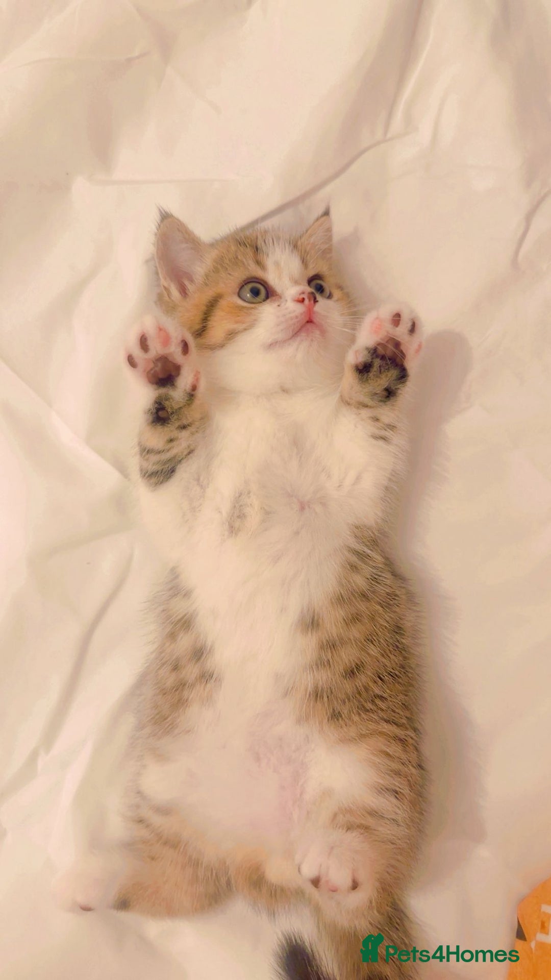 British Shorthair cats for sale: Scottish short hair kitten - Image 1