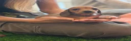 Miniature Dachshund dogs for sale: Miniature Dachshunds - Advert 14
