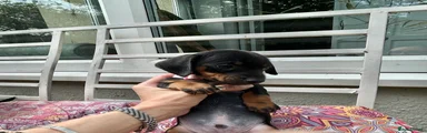 Light pink collar