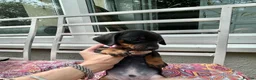 Dachshund dogs for sale: Adorable litter of dachshund cross Jack Russel  - Advert 14
