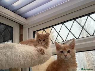 Maine Coon cats XL TICA Maine coon kittens - Advert 14