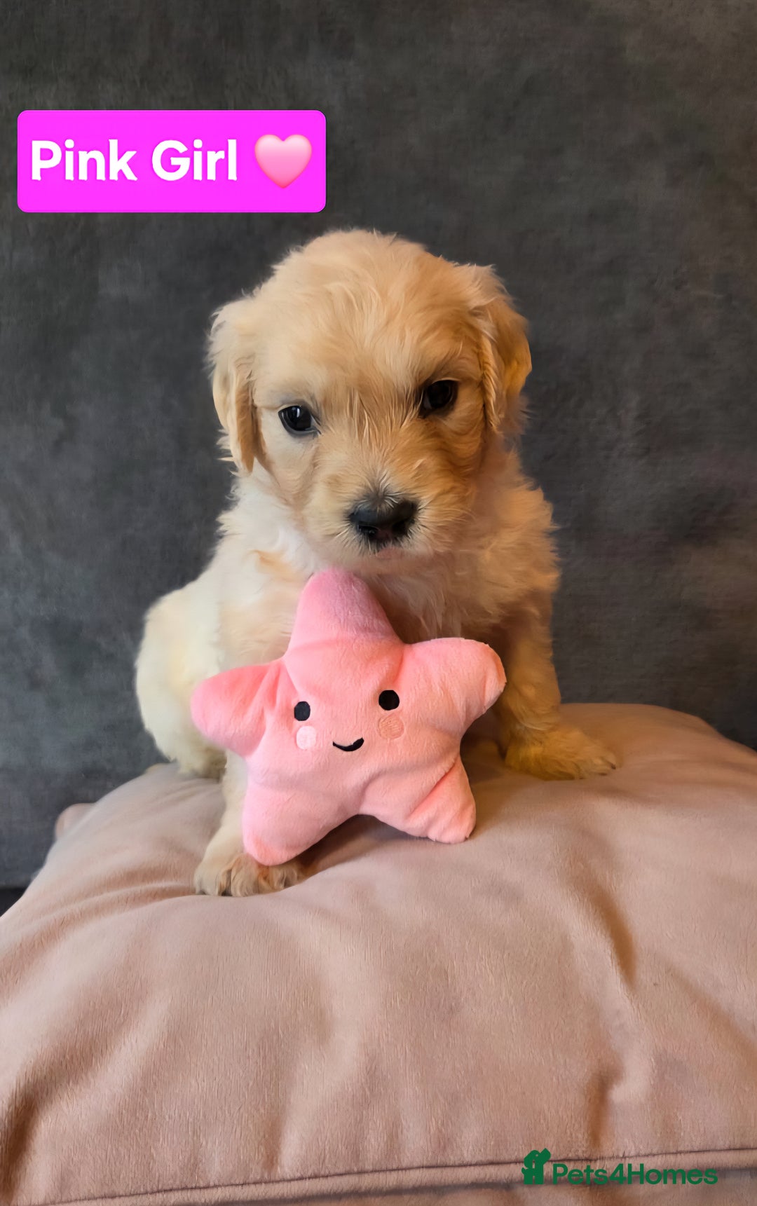 Goldendoodle dogs for sale: Goldendoodle retriever  - Image 9
