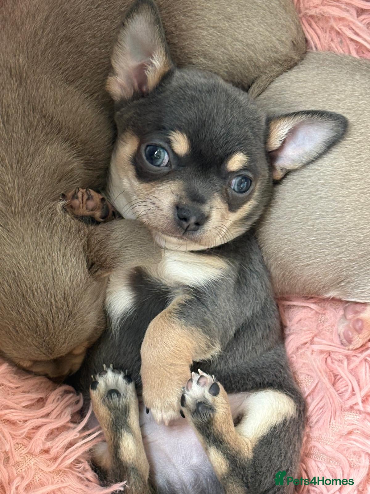 Chihuahua dogs 🎉BORN 25/12/25🎉. LAST BOY READY 13/03/26 💛💛💛 - Advert 11