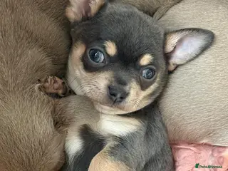 Chihuahua dogs 🎉BORN 25/12/25🎉. LAST BOY READY 13/03/26 💛💛💛 - Advert 11