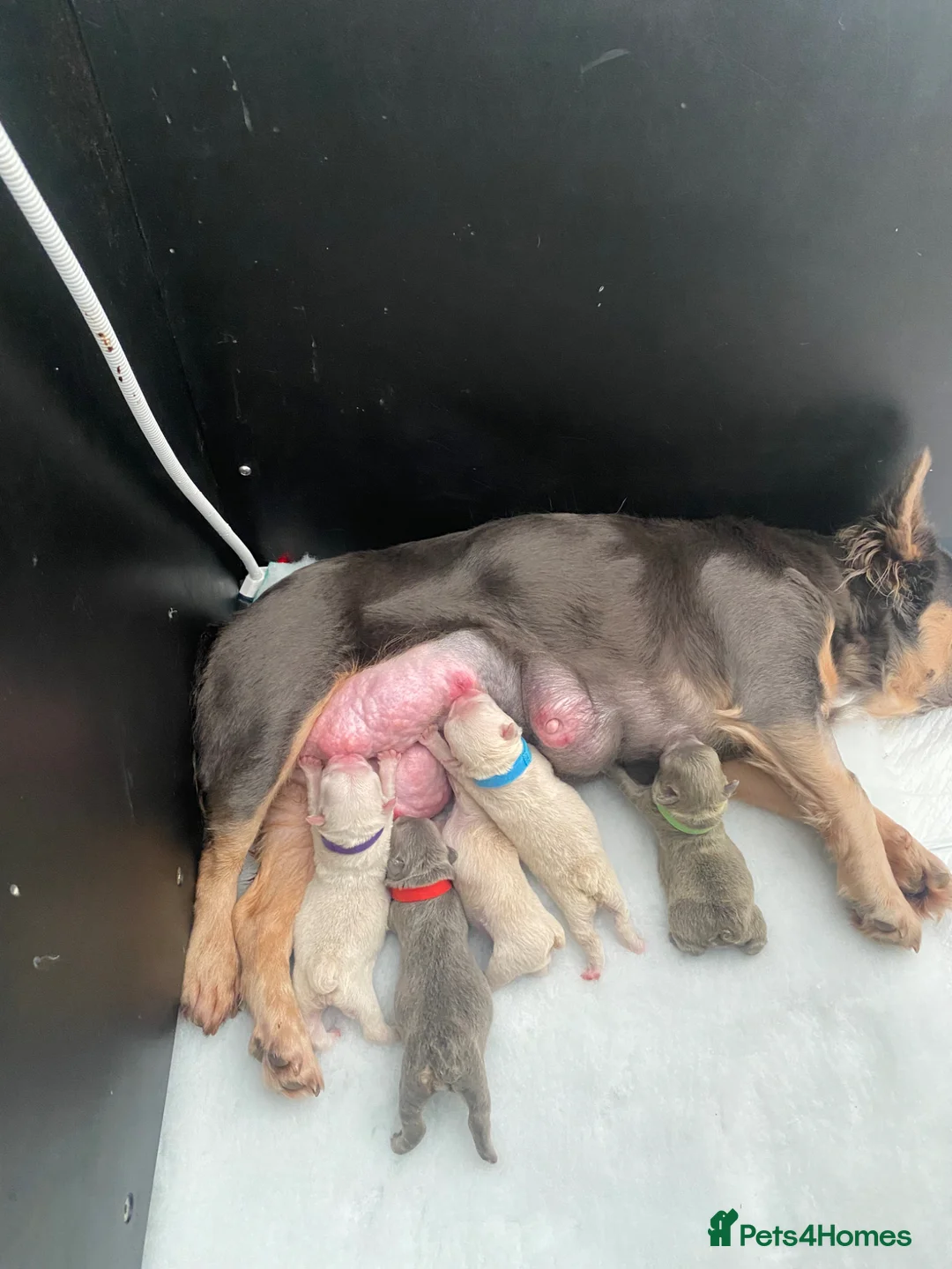 French Bulldog dogs for sale: Rare C2 puffys/fluffys frenchies first in the🇬🇧  - Advert 1