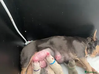 French Bulldog dogs C2 puffys/fluffys frenchies - Advert 1