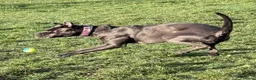 Cane Corso dogs for sale: Reluctantly rehoming my Beautiful Cane Corso - Advert 26