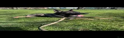 German Shepherd dogs for stud: Working Line German Shepard Stud - Advert 7