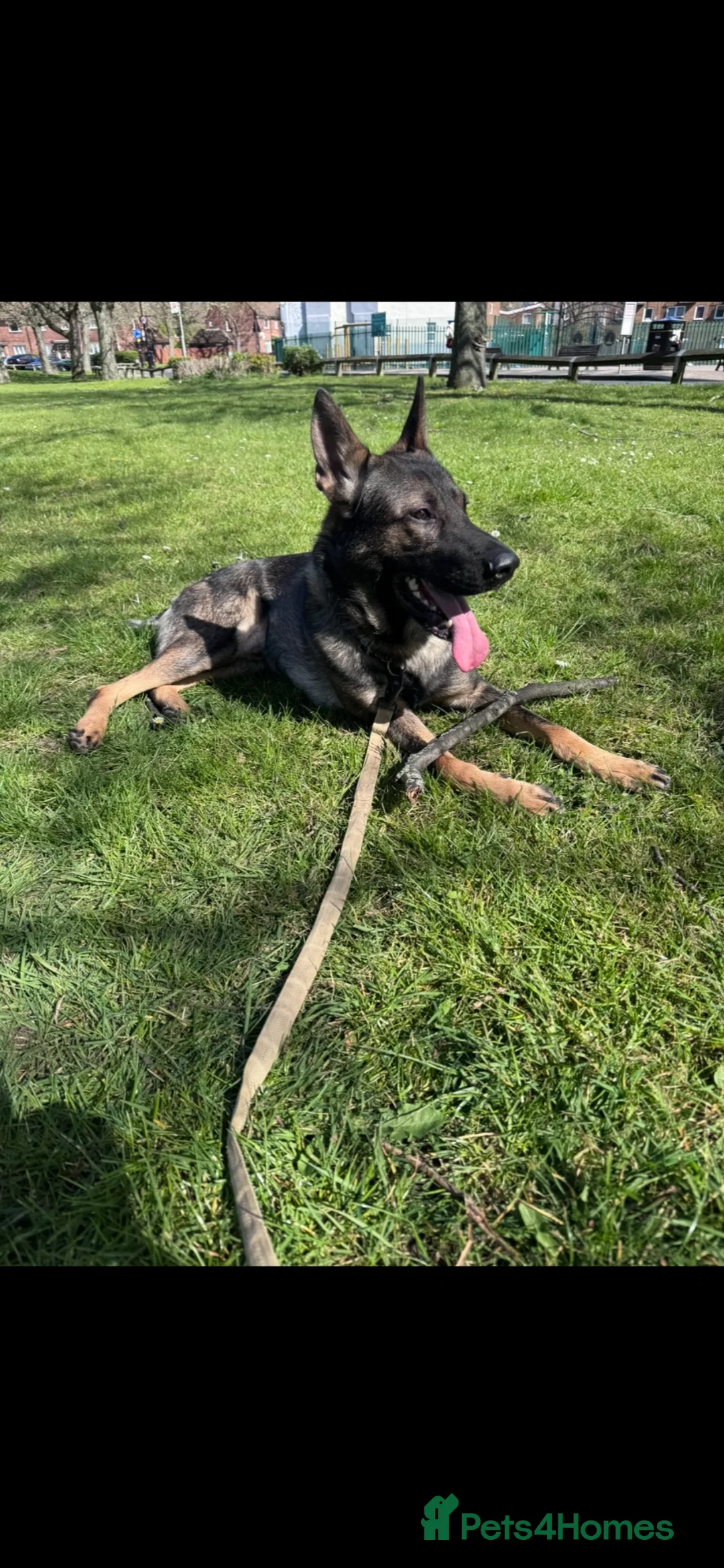 German Shepherd dogs for stud: Working Line German Shepard Stud - Advert 7
