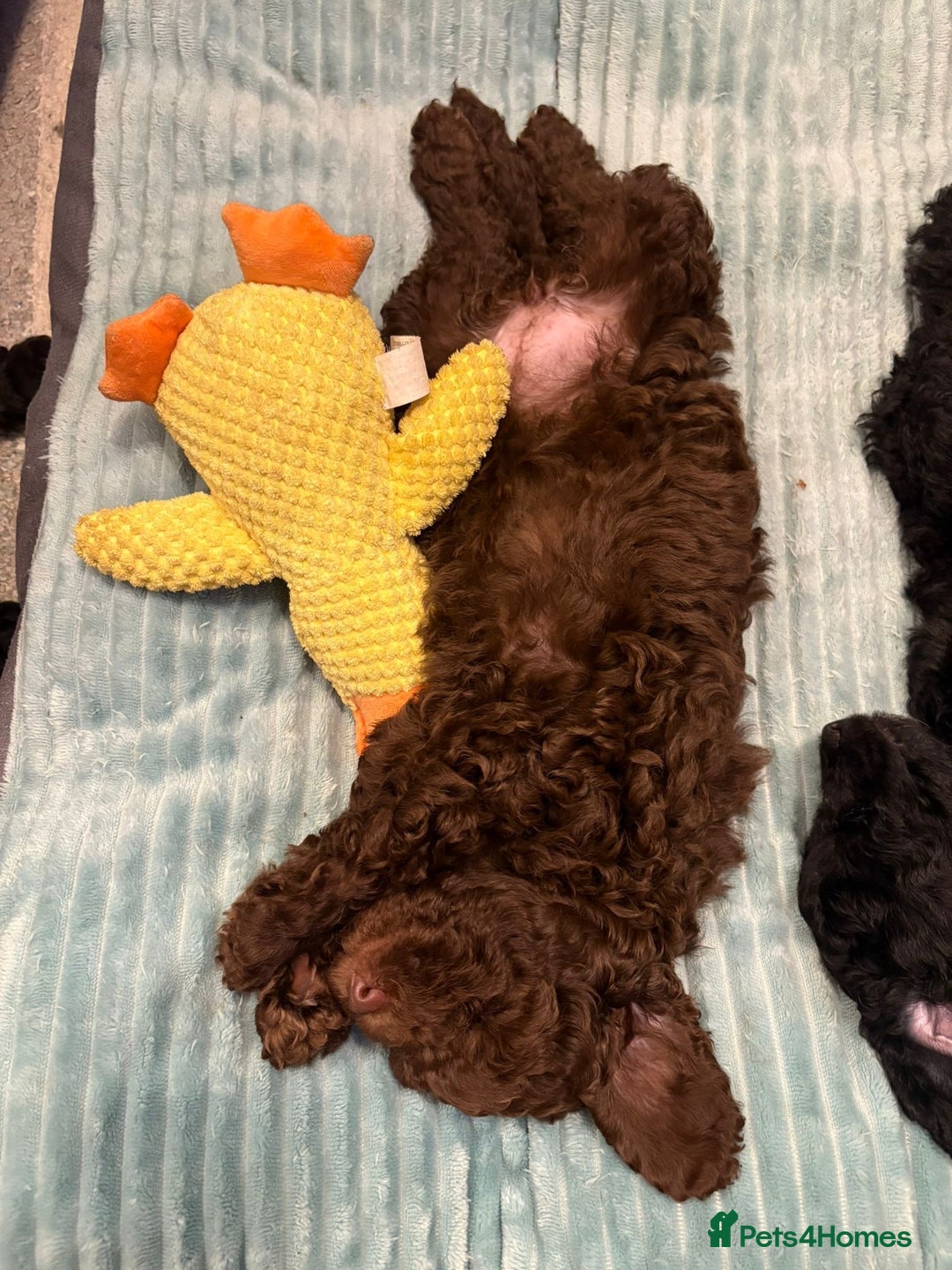 Cockapoo dogs for sale: Beautiful Cockerpoo F2b Puppies - Advert 5