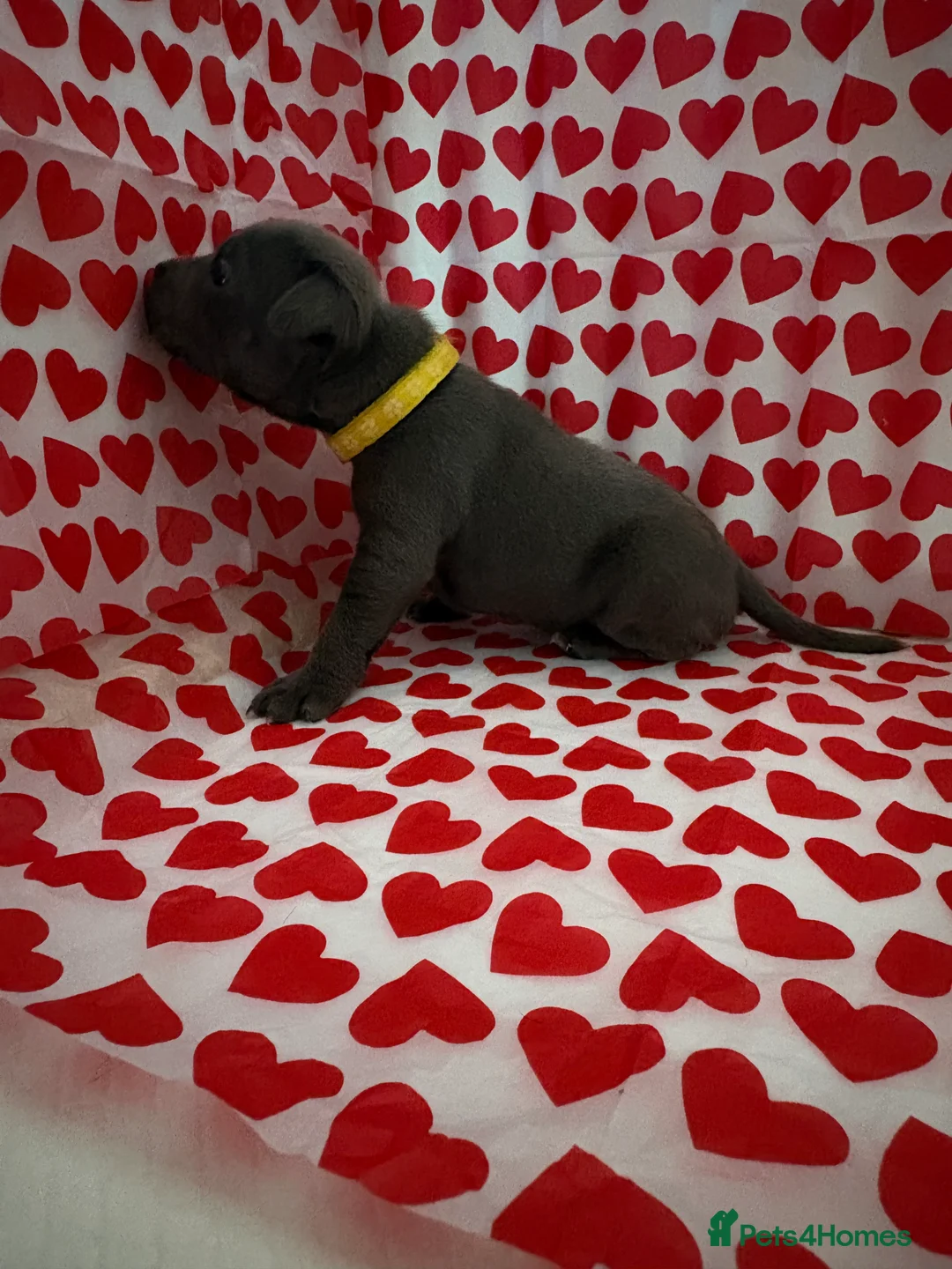 Staffordshire Bull Terrier dogs for sale: Blue staffy puppies, kent - Advert 8