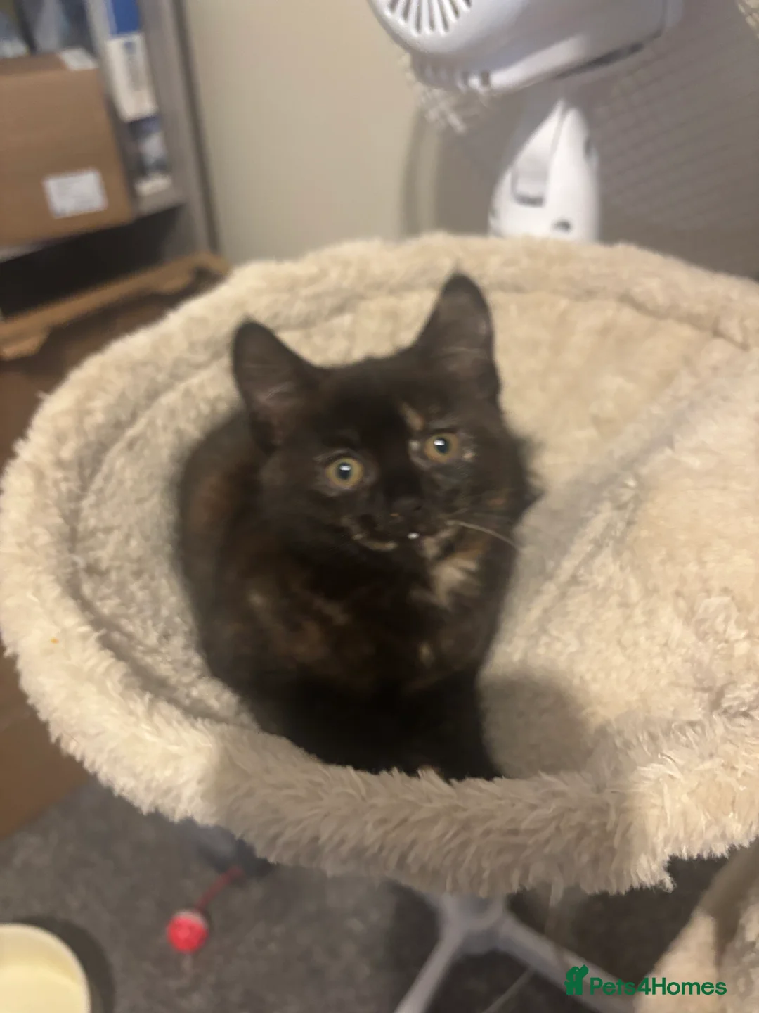 Mixed Breed cats for sale: 3 Beautiful Kittens  - Advert 6