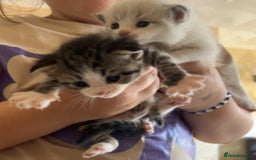 Mixed Breed cats for sale: 4 beautiful boys looking for their forever homes - Image 1