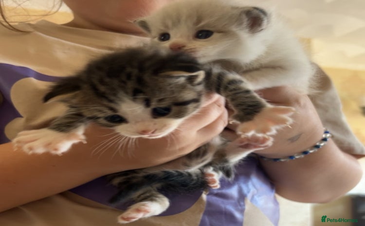 Mixed Breed cats - Advert 1