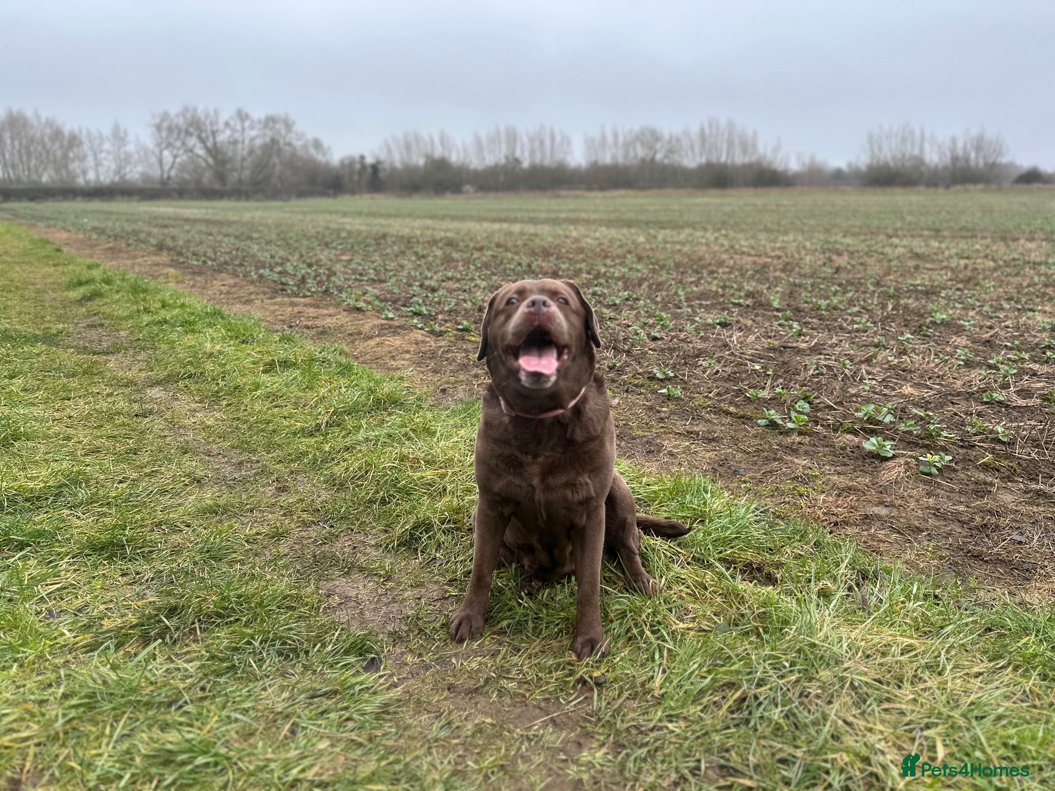 Labrador Retriever dogs KCs registered 7 year old chocolate Labrador  - Advert 2